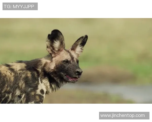 足球玉面杀手的传奇故事与背后的不为人知的秘密